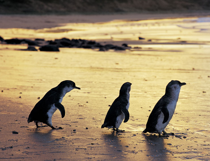 Scenic view of Phillip Island, Victoria with penguins